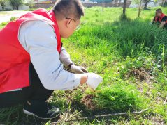 除蒿草、潔環(huán)境，攜手共創(chuàng)文明城